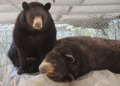 Black bears sanctuary Southwest Wildlife 