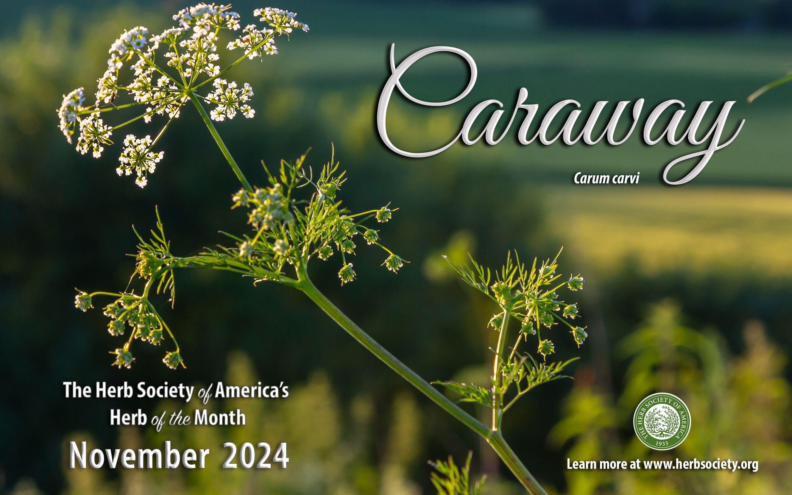 November Caraway