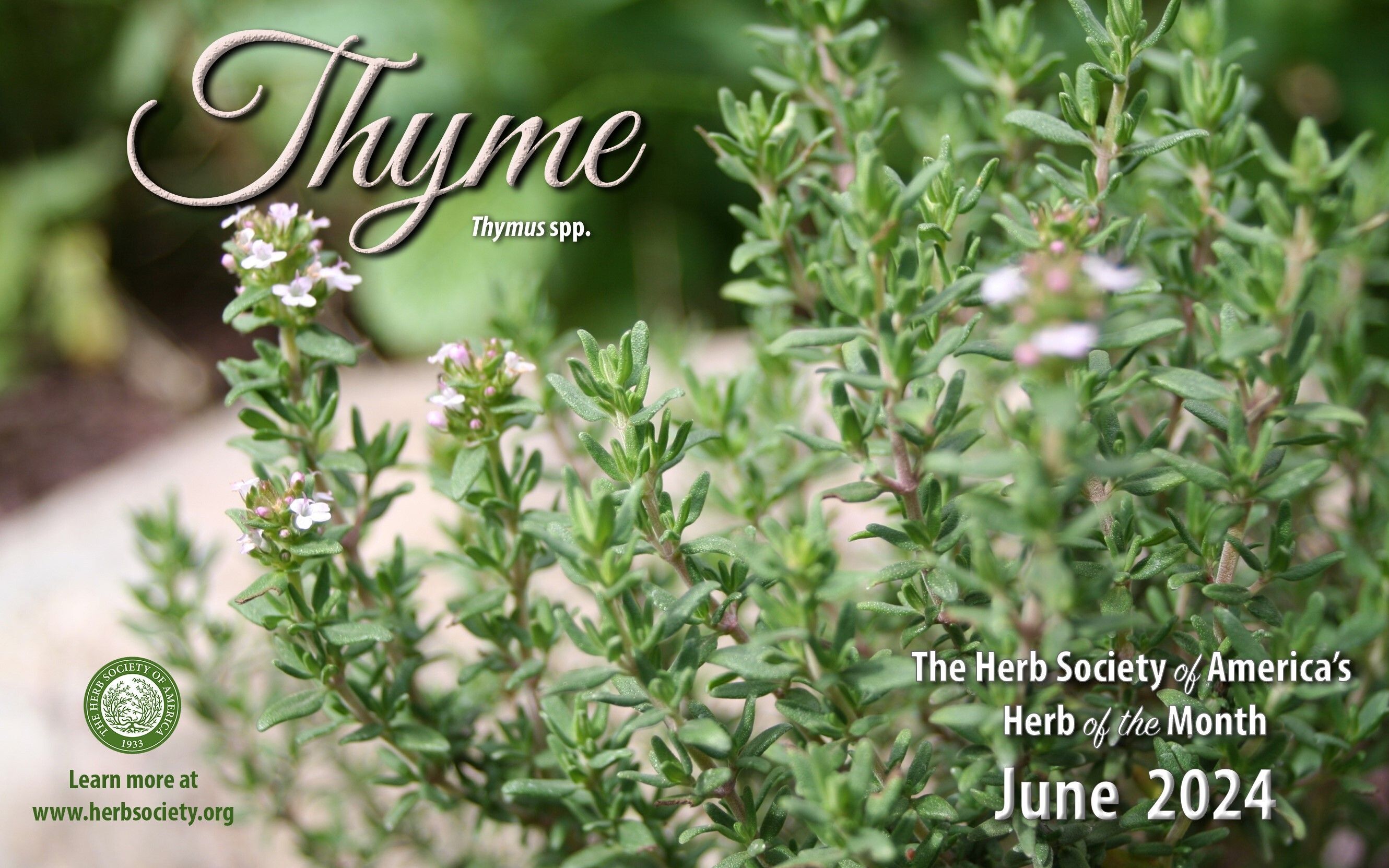 June Thyme