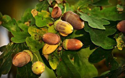 Two Best Trees For Wildlife