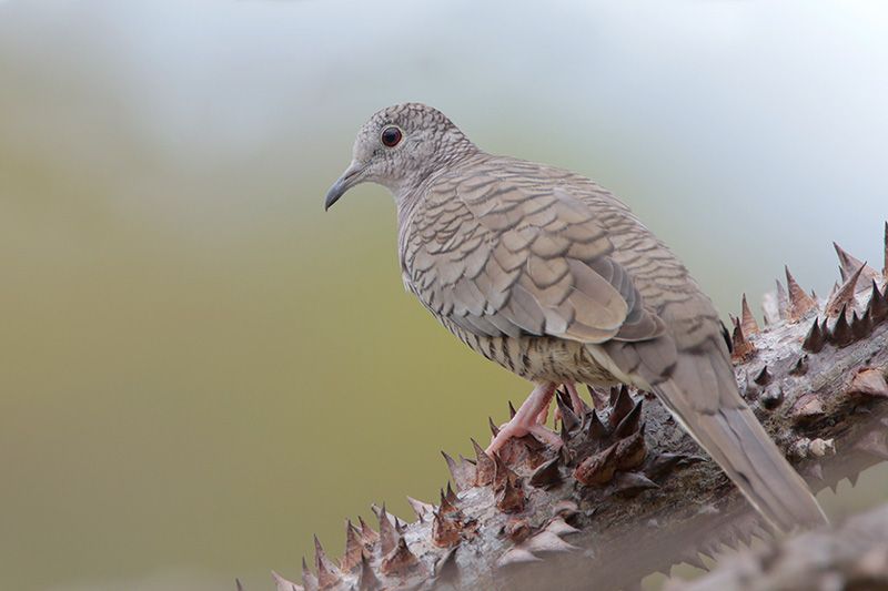 Inca Dove