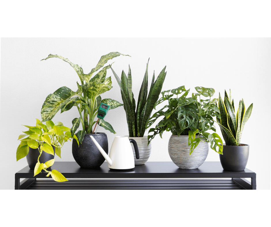 Plant Care Tips