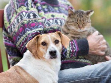 Preparedness for Your Pets