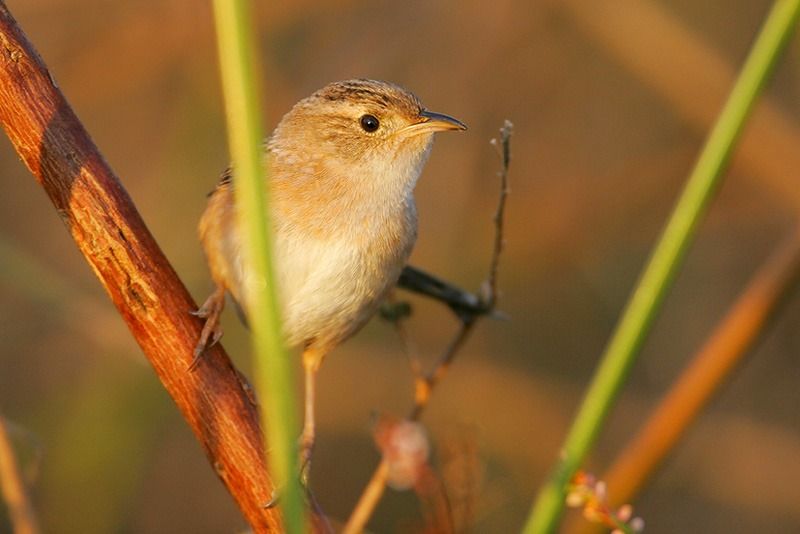 Sedge Wren