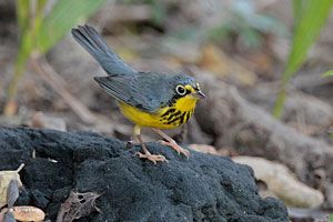 Beak of the Week: Canada Warbler