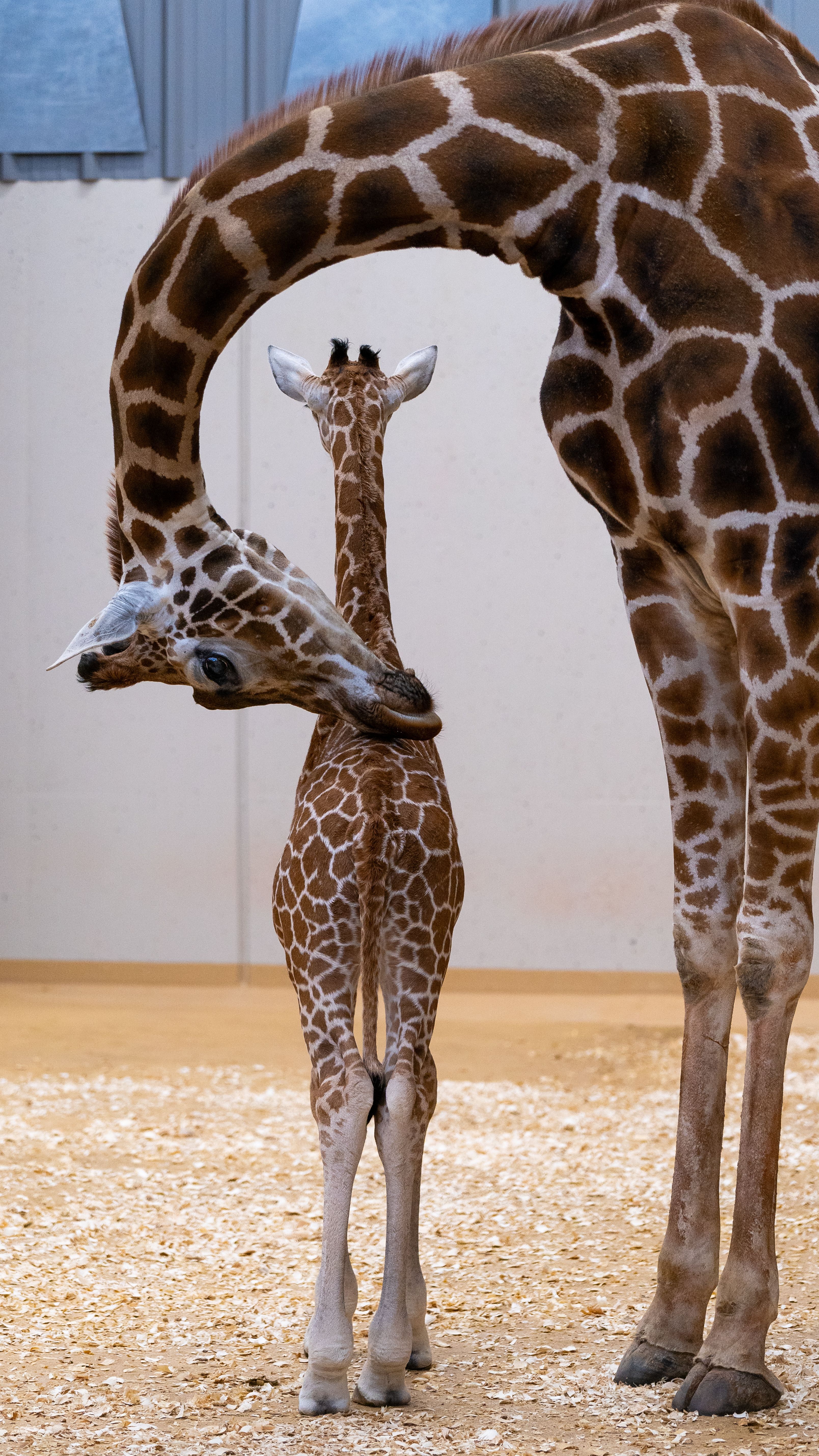 Giraffe Calf