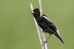 Bobolink