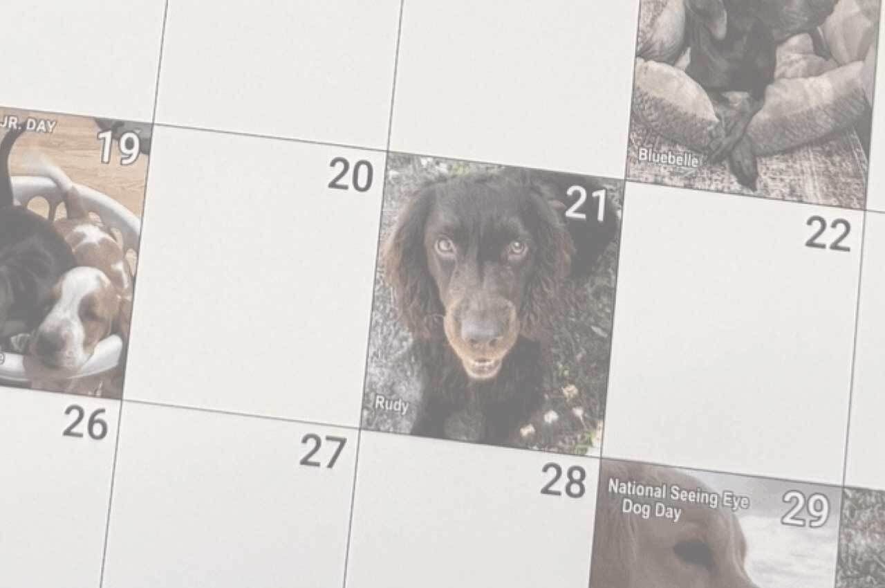 Your Pet Can Be A Star In Our 2027 Calendar