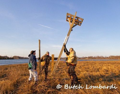 Does Audubon erect and maintain nest poles?