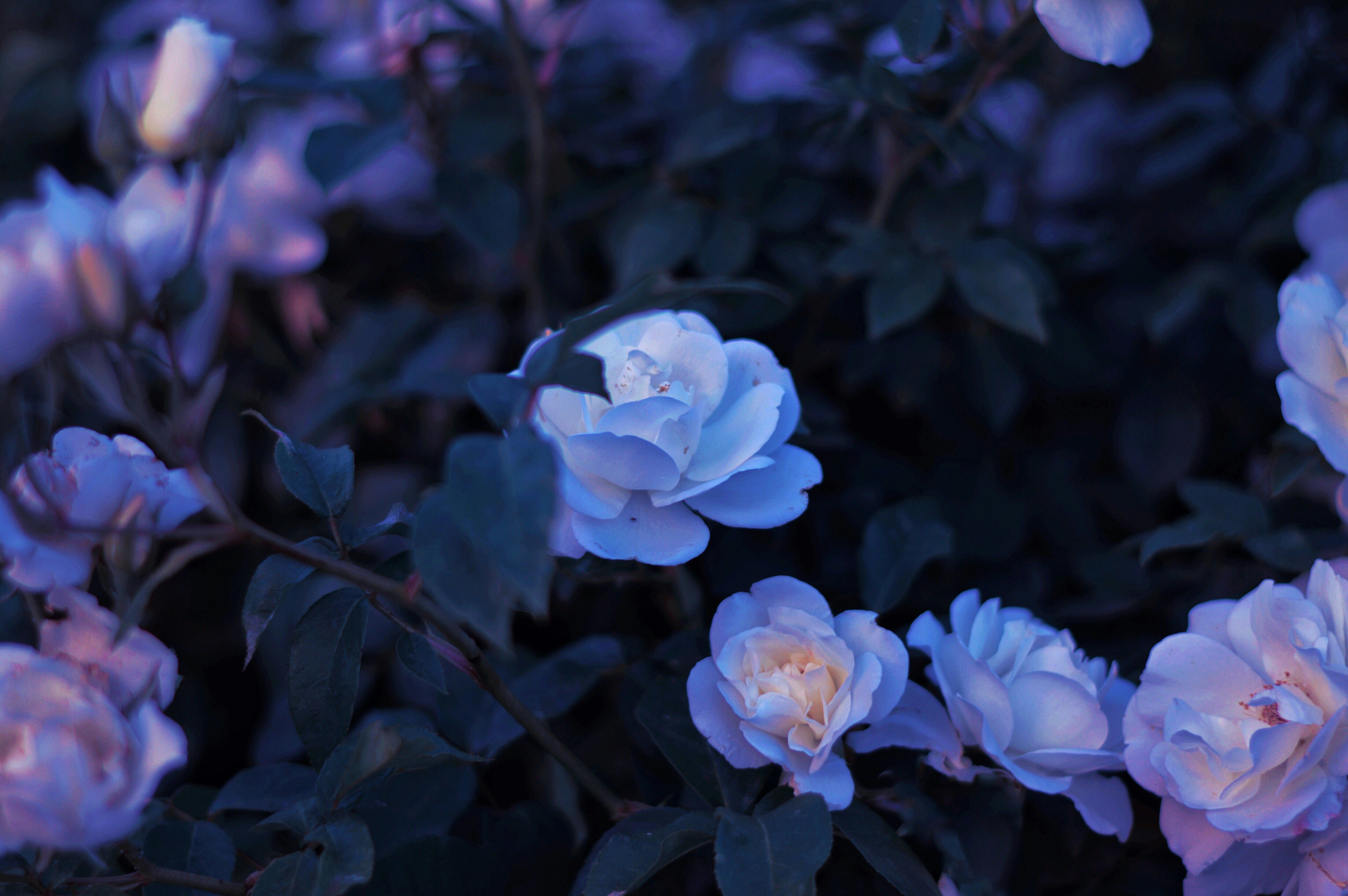 Blue Flower | Earthly and Celestial Flowers: A Mystic Symbol of Longing