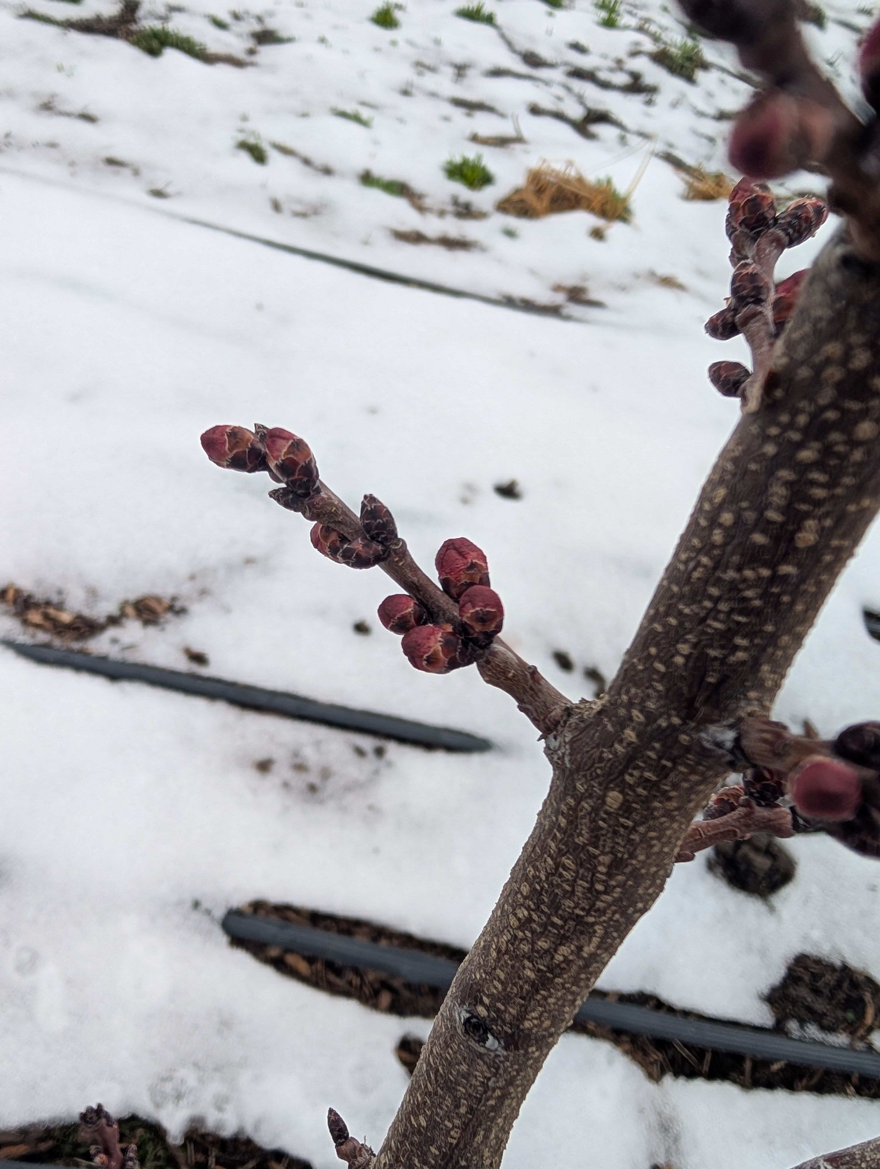 March Pest Alert Update 2026