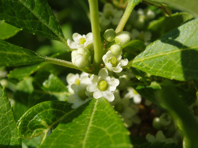Winterberry - Pack of 5 Seedlings (12"-18")