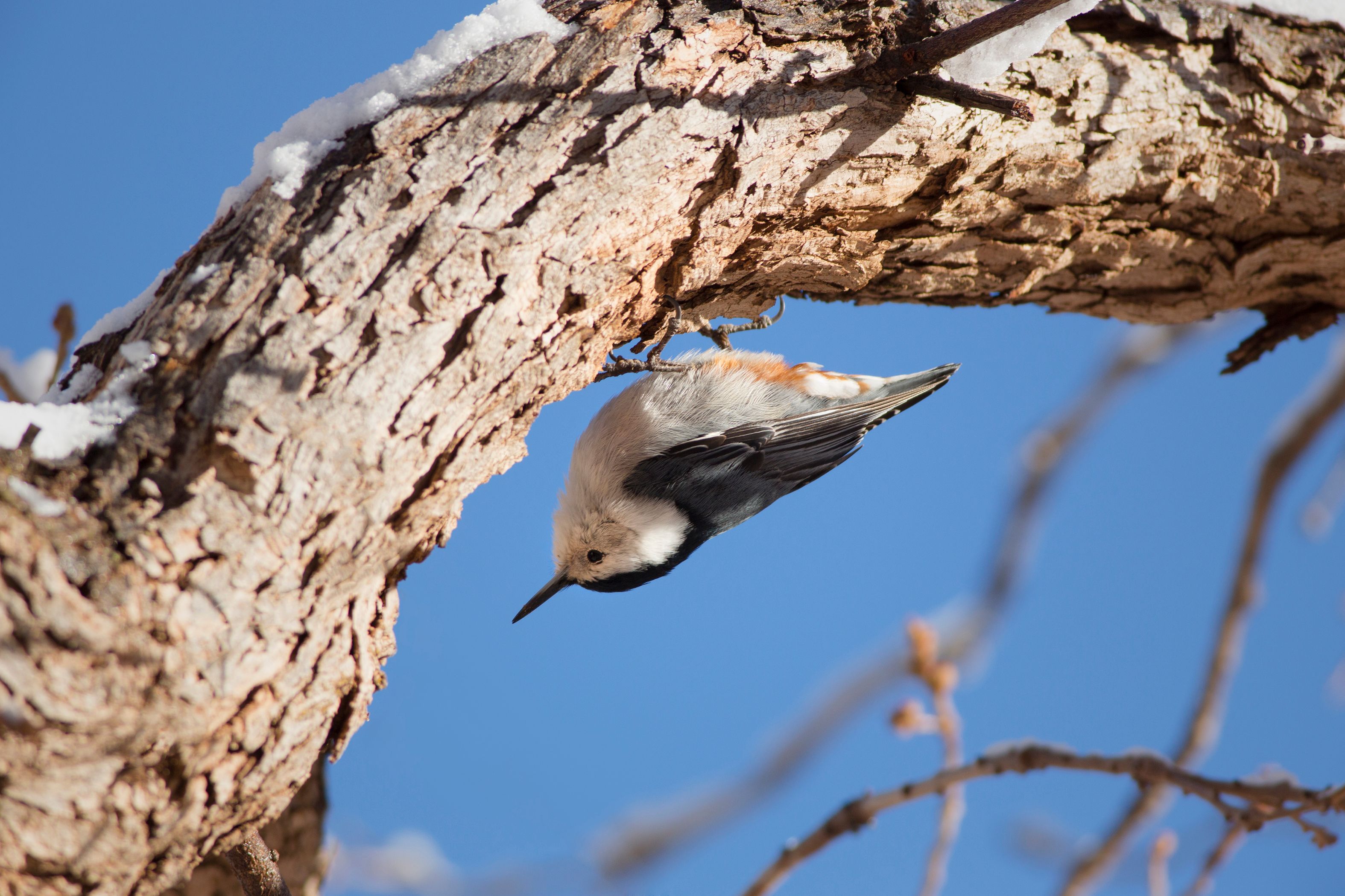 Rhode Island Birds on the Brink: Confronting the Challenges of Climate Change