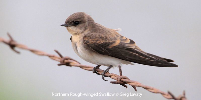 Northern Rough-winged Swallow