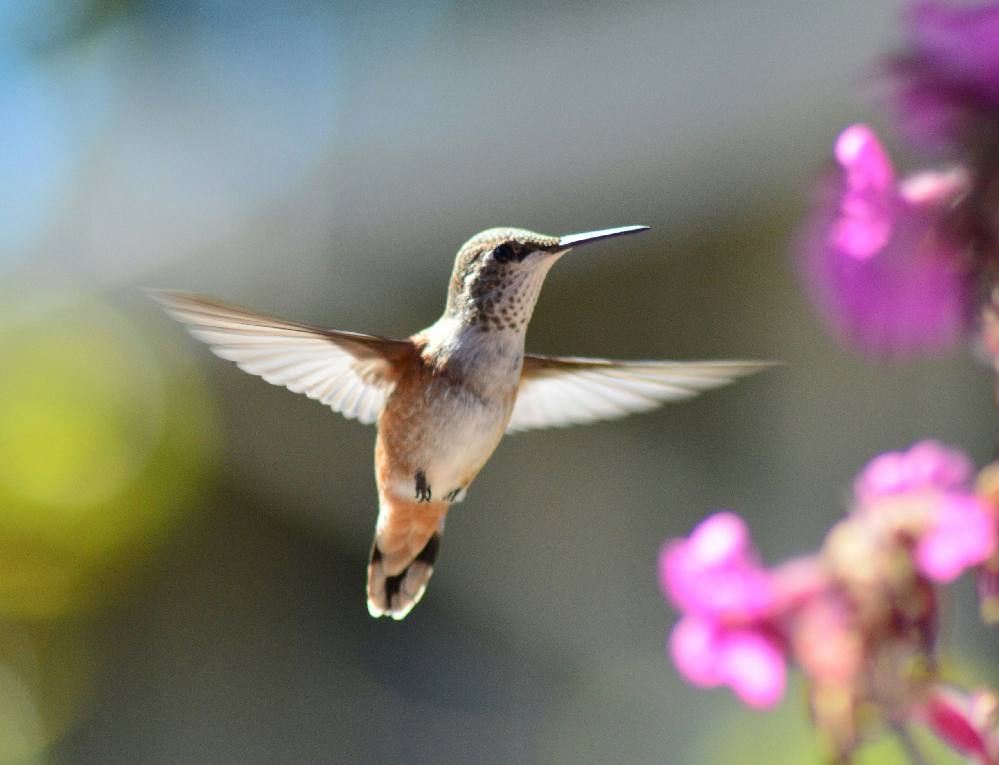 Bird Watching near me, Riverside Nature Center, Texas Master Naturalist, Kerrville, Nature lover, education about birds