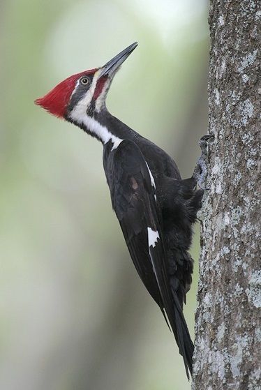 Pileated Woodpecker