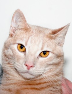 FRITZ