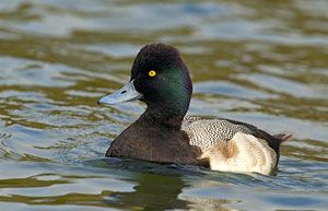 Lesser Scaup (male)