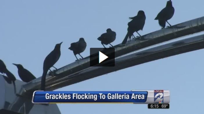 Grackles Flocking to Galleria Area