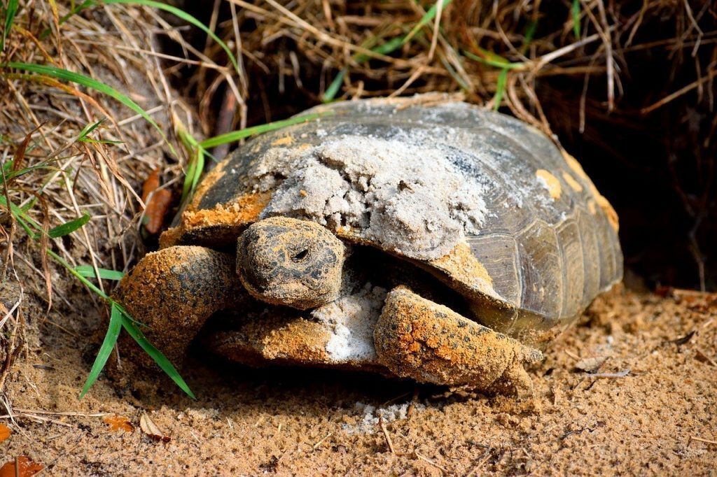 A gopher tortoise coming out of its burrow