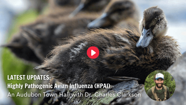 Town Hall: Highly Pathogenic Avian Influenza (HPAI) Updates