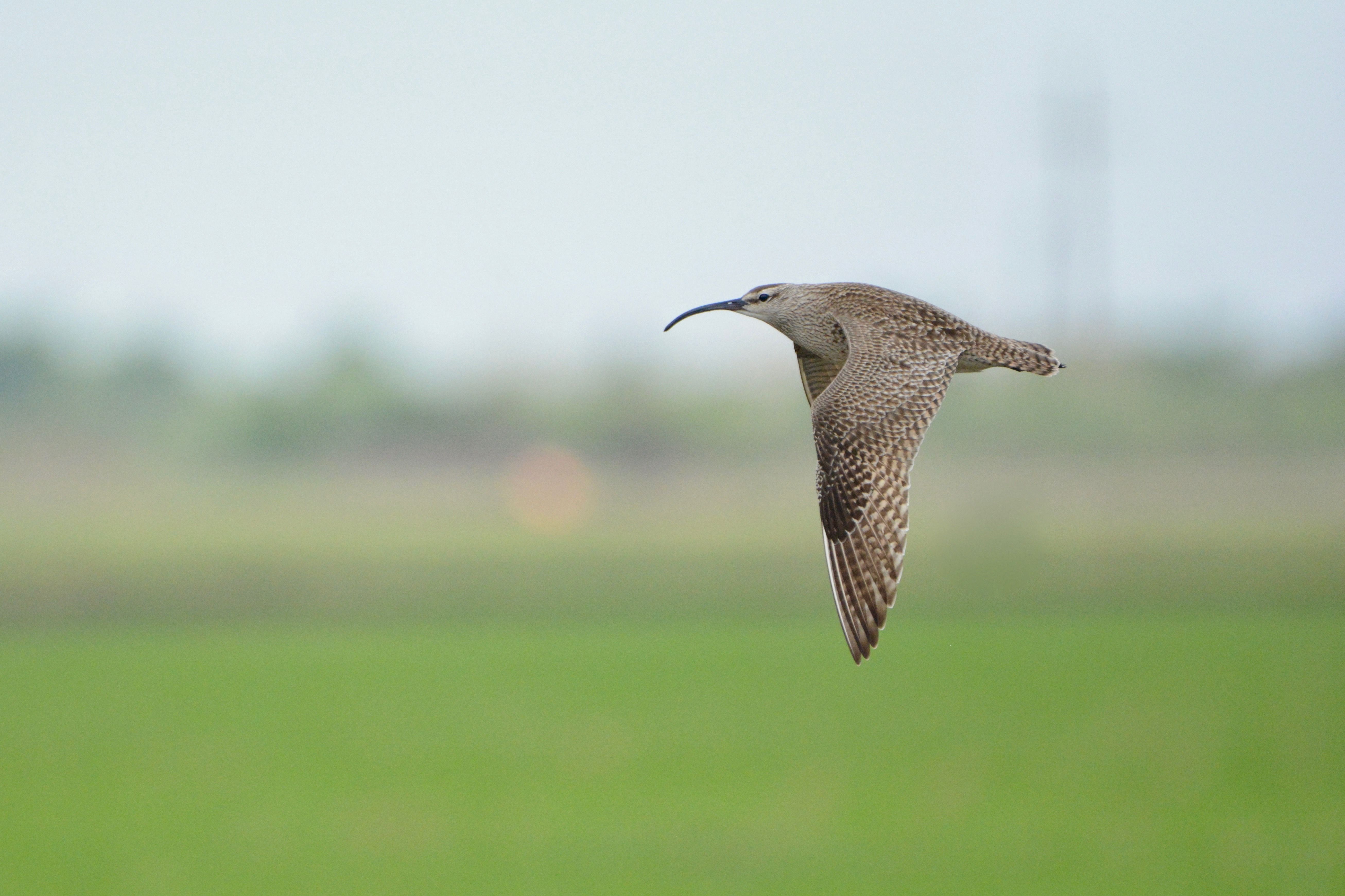 Study Finds Bird Migration Timing Skewed by Climate Change