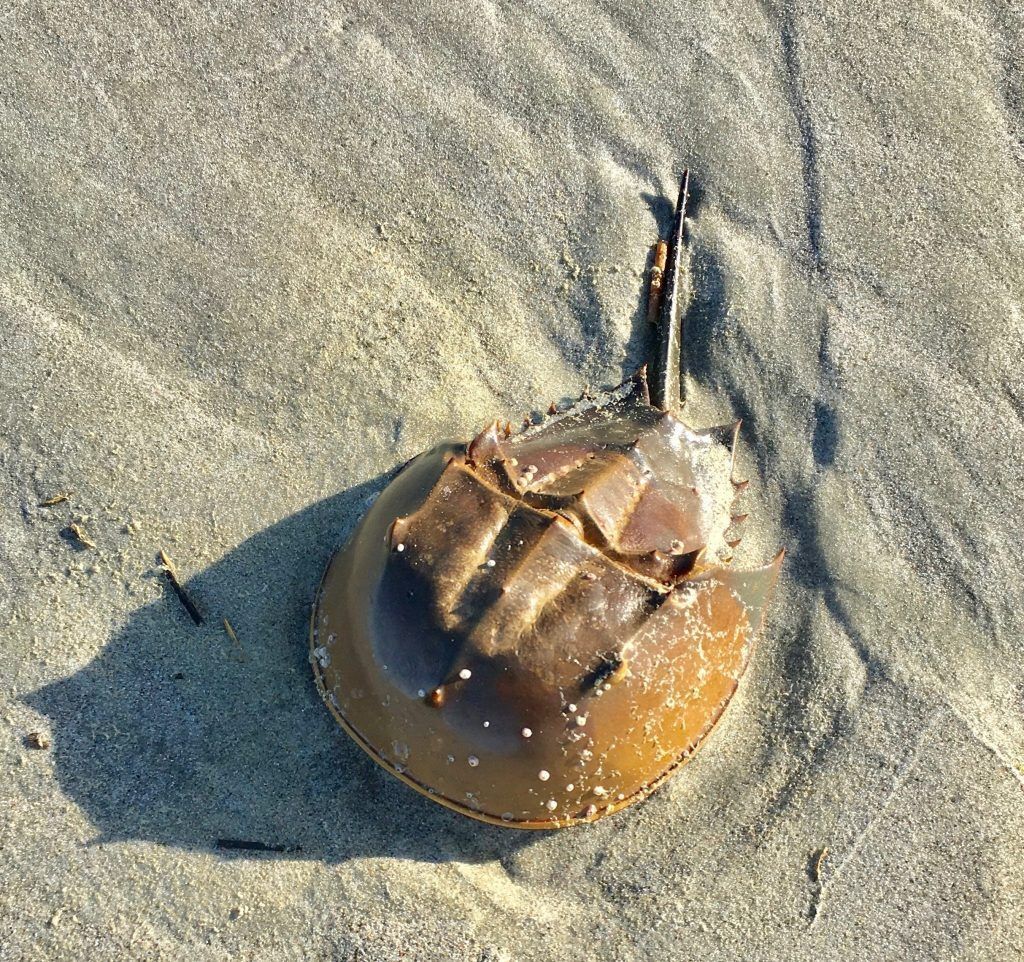 Horseshoe crab in the sand