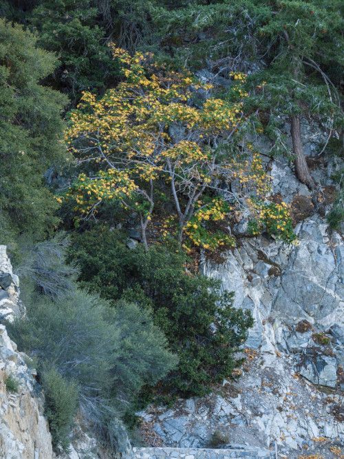 Autumnal Tree, Angeles National Forest, Photography,