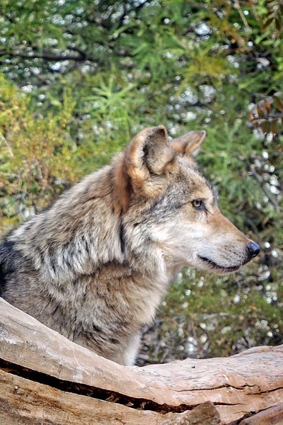 F883 Serenity Mexican Gray Wolf Southwest Wildlife Scottsdale Arizona Photo by Carol A. Urban