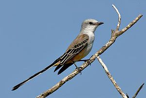 Scissor-tailed Flycatcher