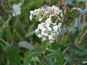 Frostweed