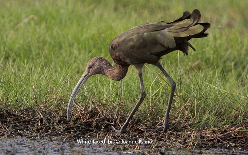 White-faced Ibis