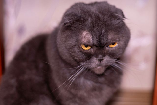 Angry cat (probably over cheap printing)