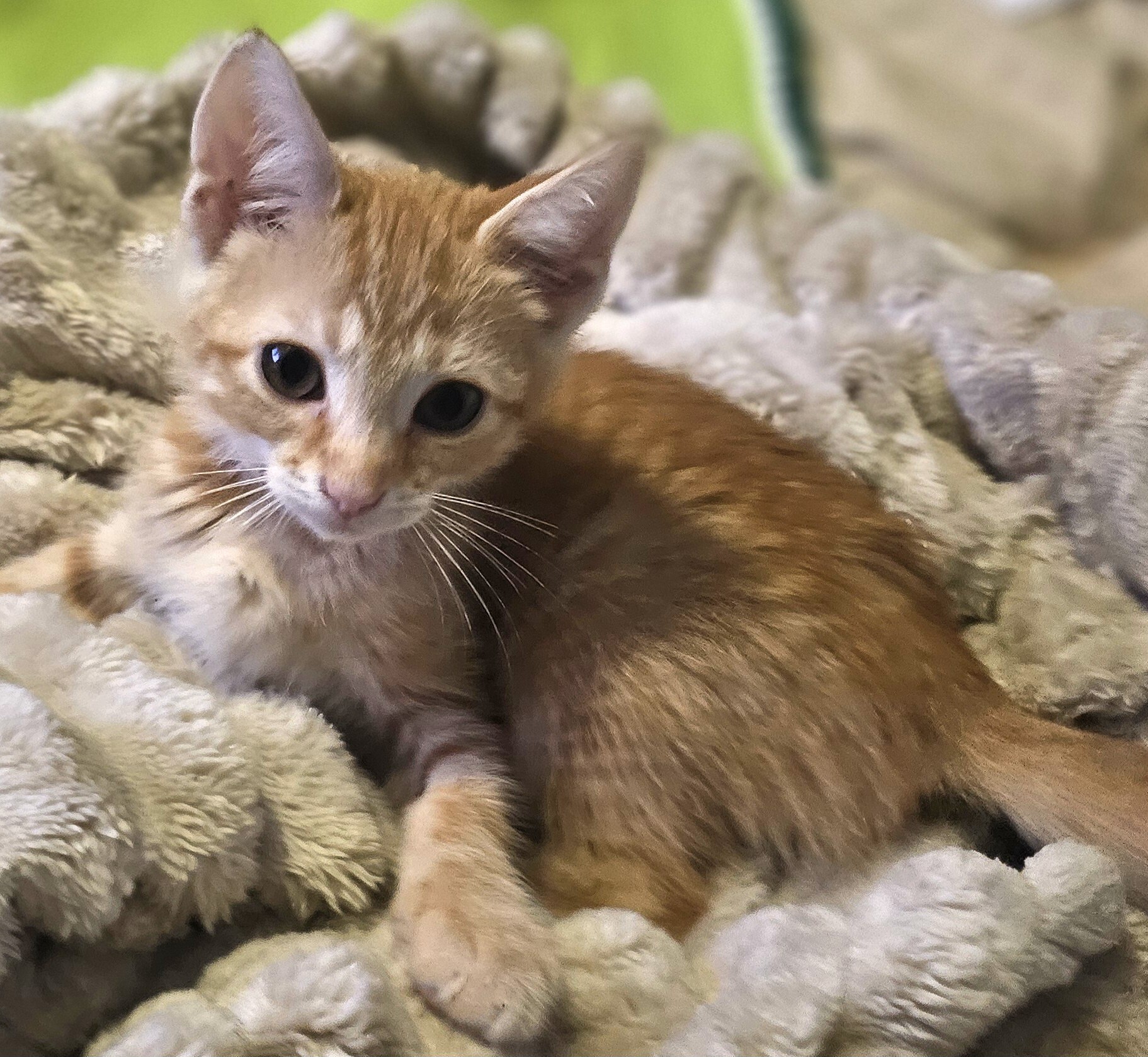 Copper