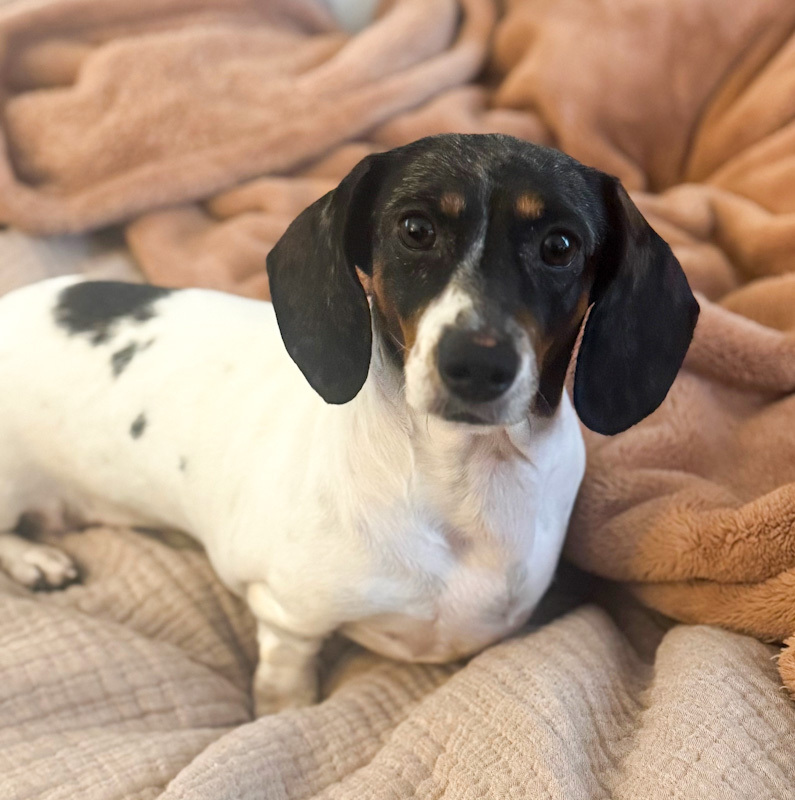 Dotty - ADOPTION PENDING