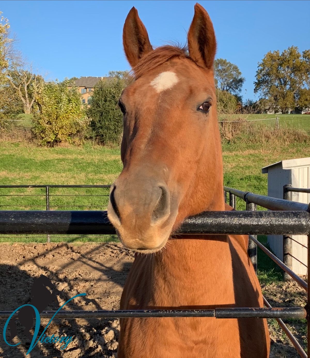 Cinnamon Horses Staff Victory Riding Academy