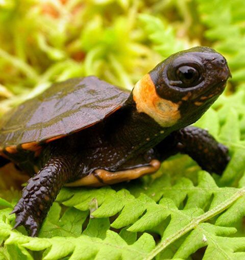 Bog Turtles