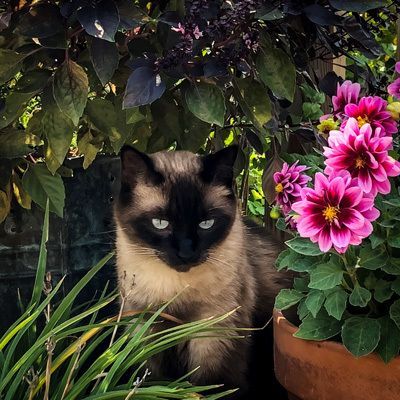 Photo of a pet cat sitting next to a flower pot.