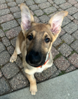 Creed - ADOPTED