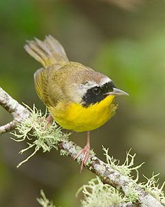 Beak of the Week: Common Yellowthroat