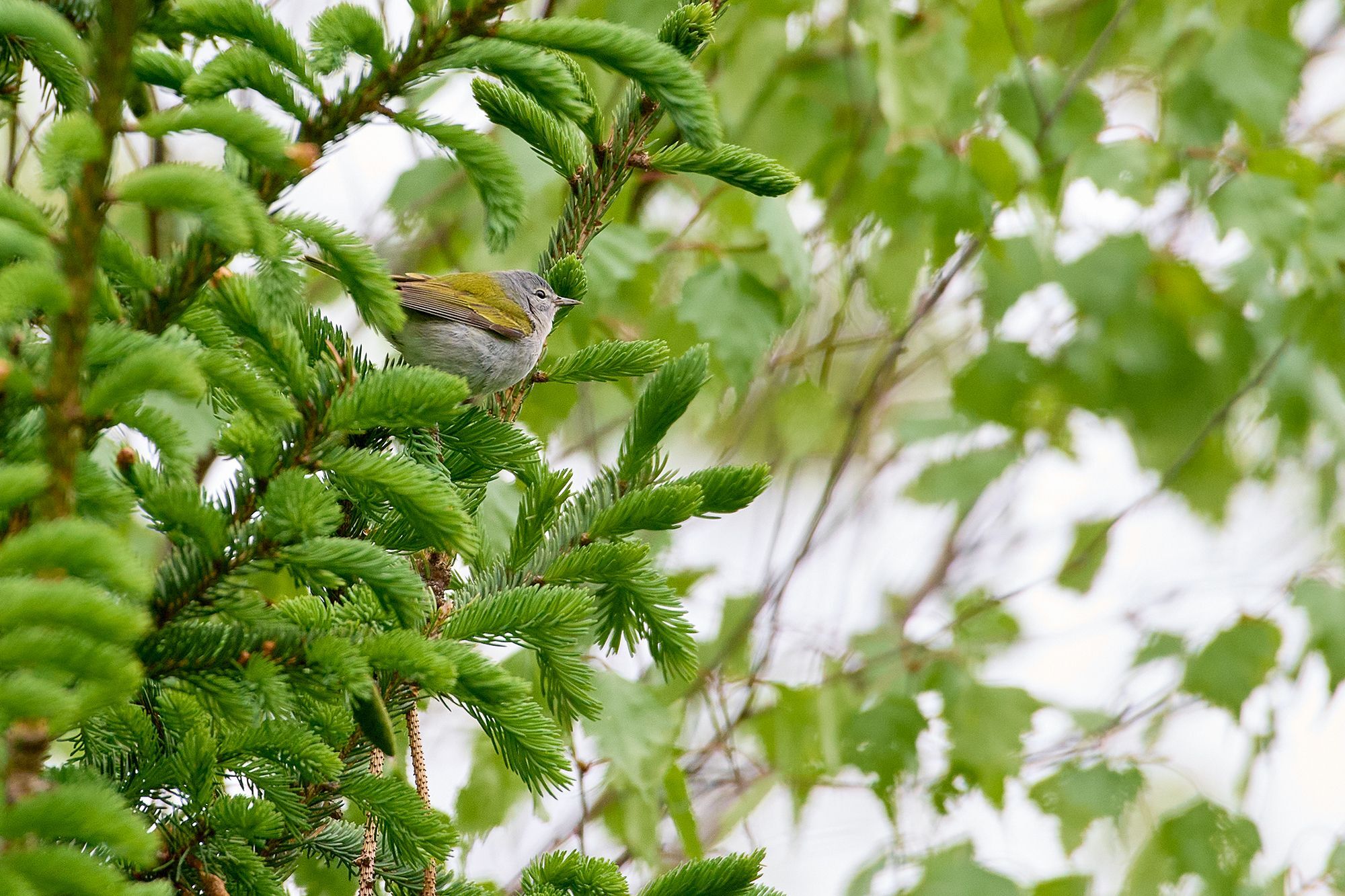 Tennessee Warbler