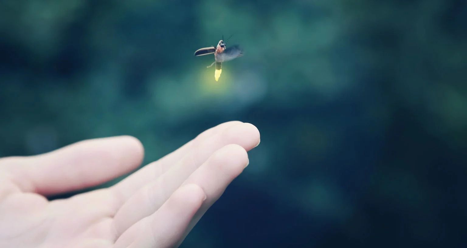 Fireflie hovering above a hand