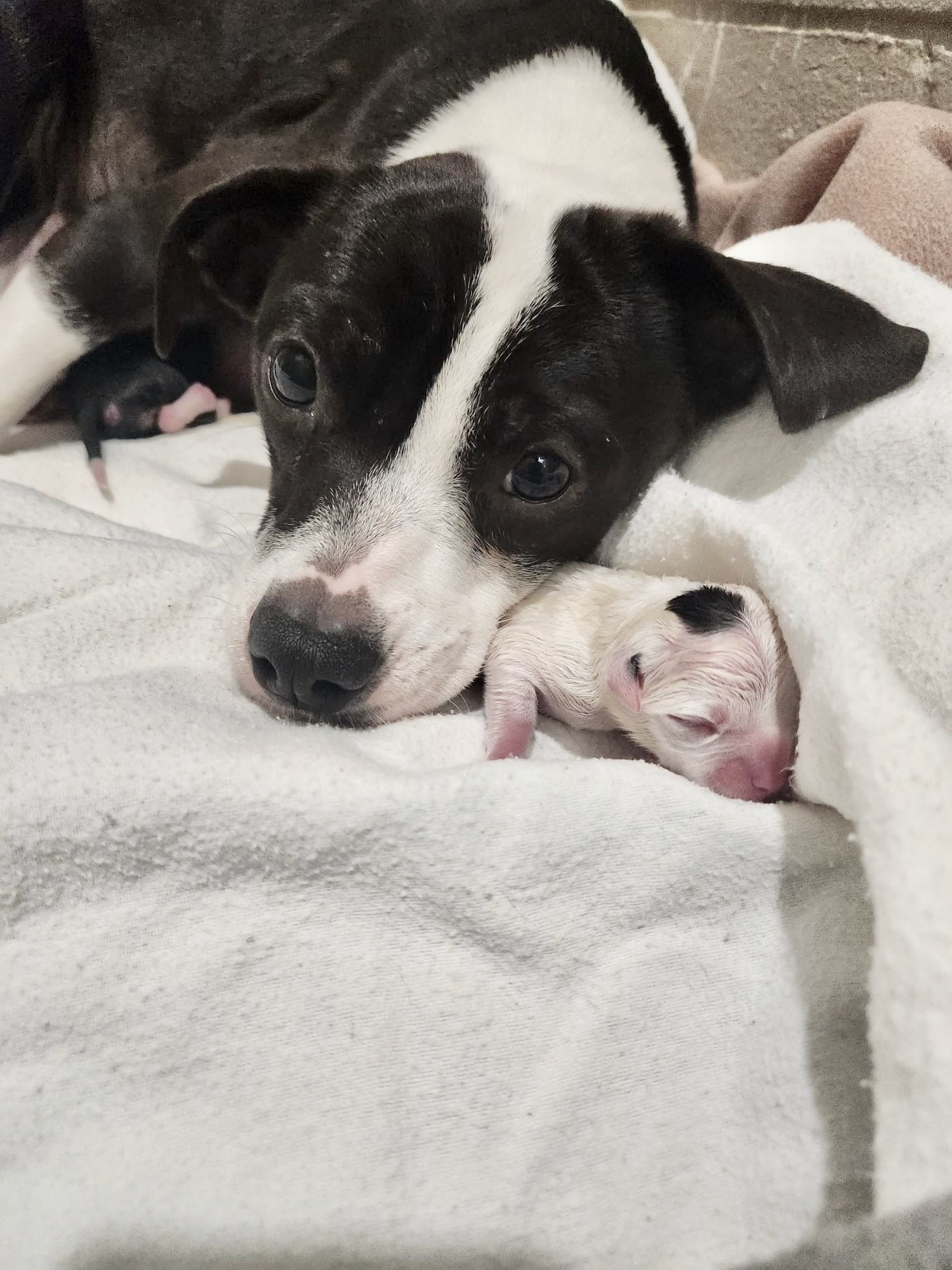 Rescued Pups Need Your Support