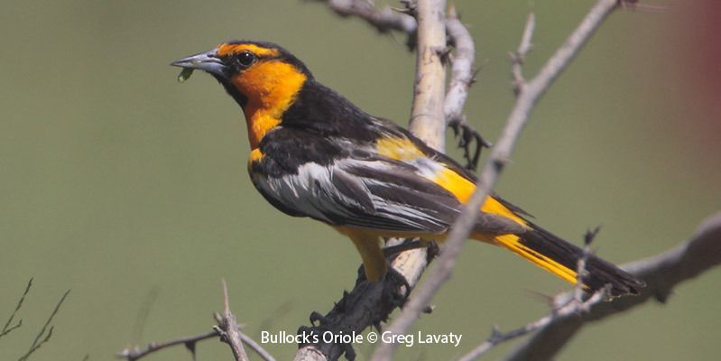 Bullock's Oriole