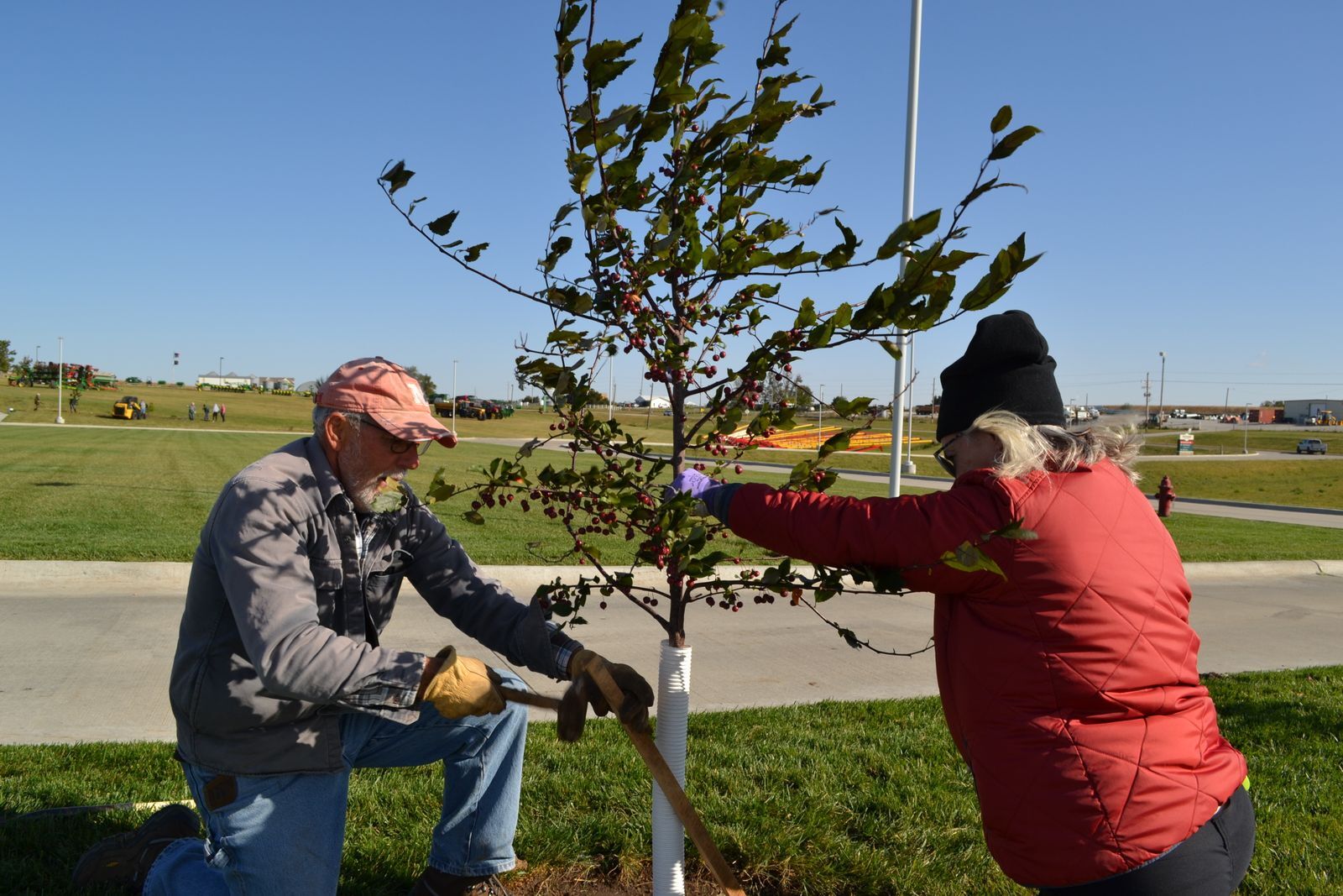 A man and a women stake a crabapple tree on a windy day. 