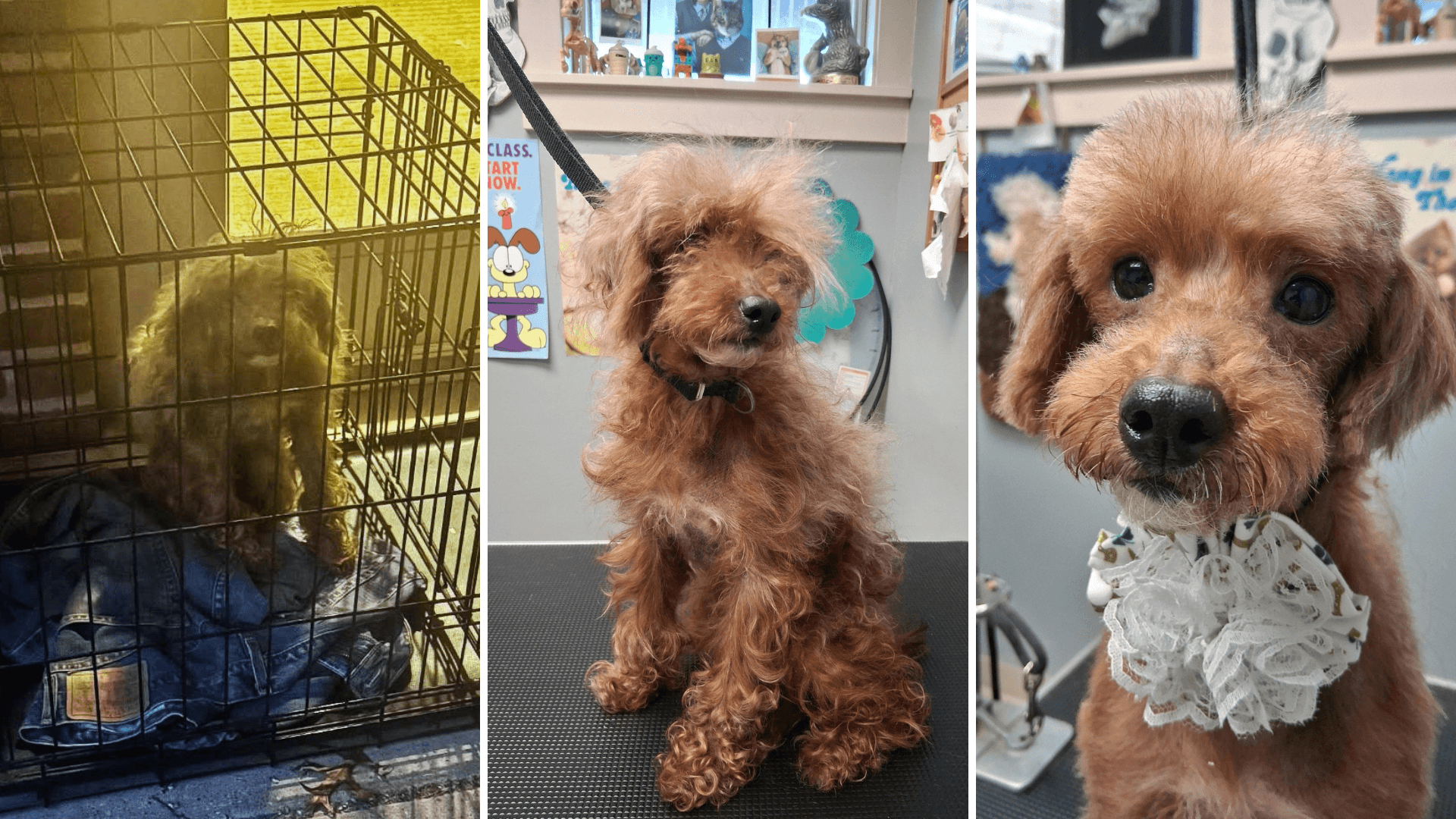 Three photos of a dog