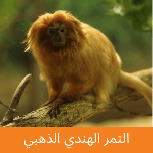 Golden lion tamarin