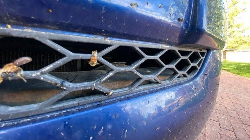 Sometimes You're the Windshield: USU Researcher Says Vehicles Cause Significant Number of Bee Deaths