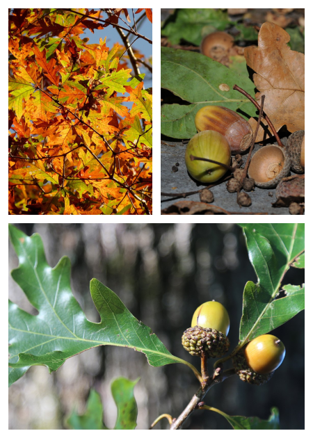 White Black Red Oak Acorn Identification - ArcheWild - Architects of Wild  Spaces