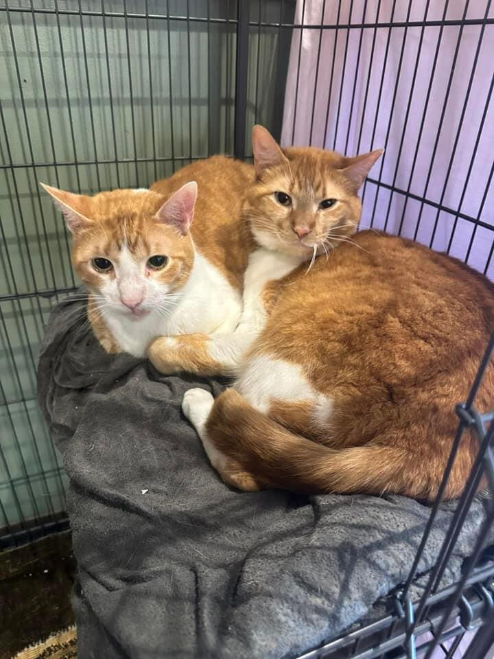 Jasper and Simba - Adoption Pending